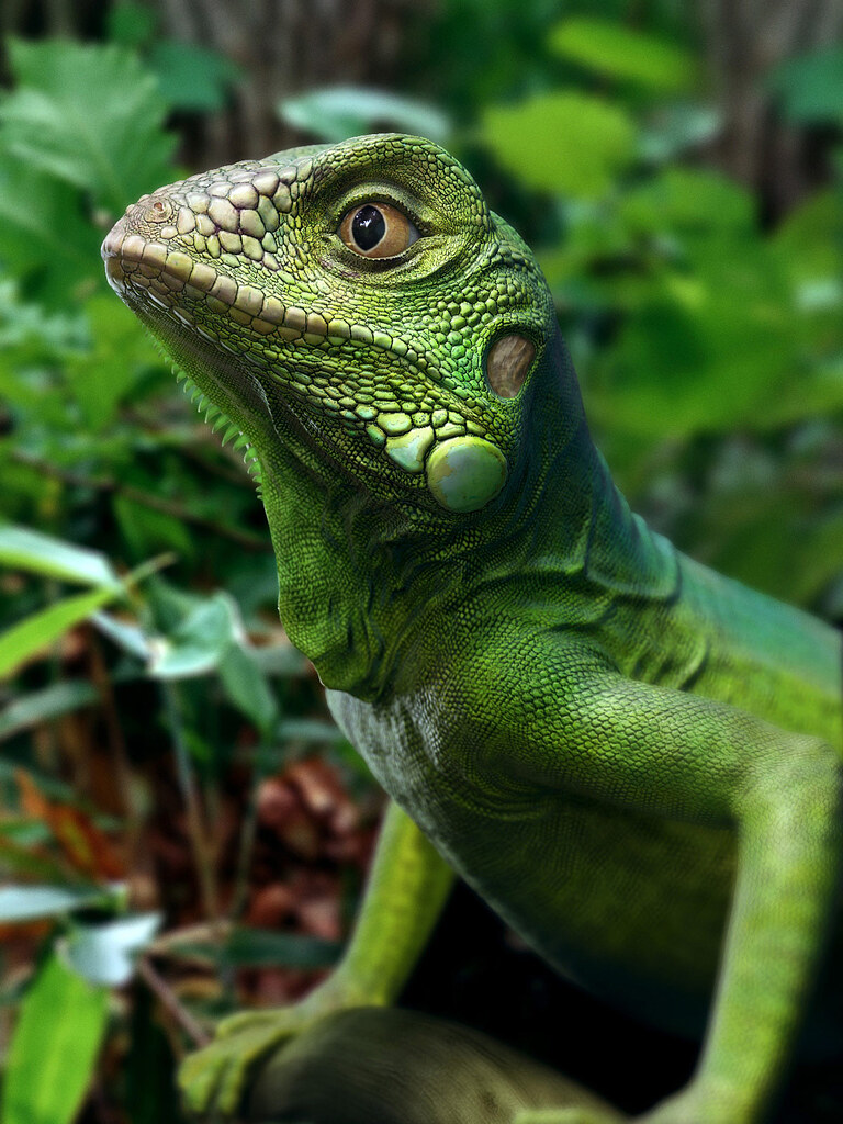 Green Iguana - ZBrushCentral
