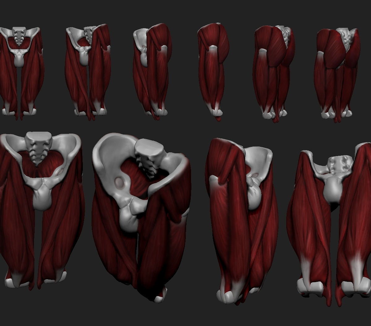 Pelvis Study.jpg
