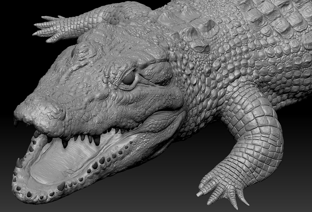 Alligator.06.jpg