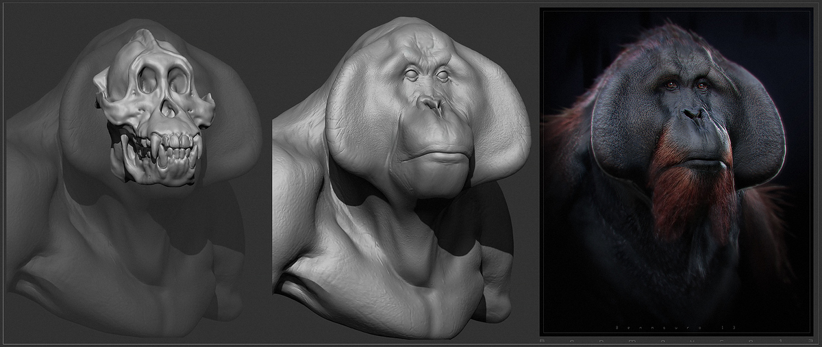 Orangutan_skull_BM_o