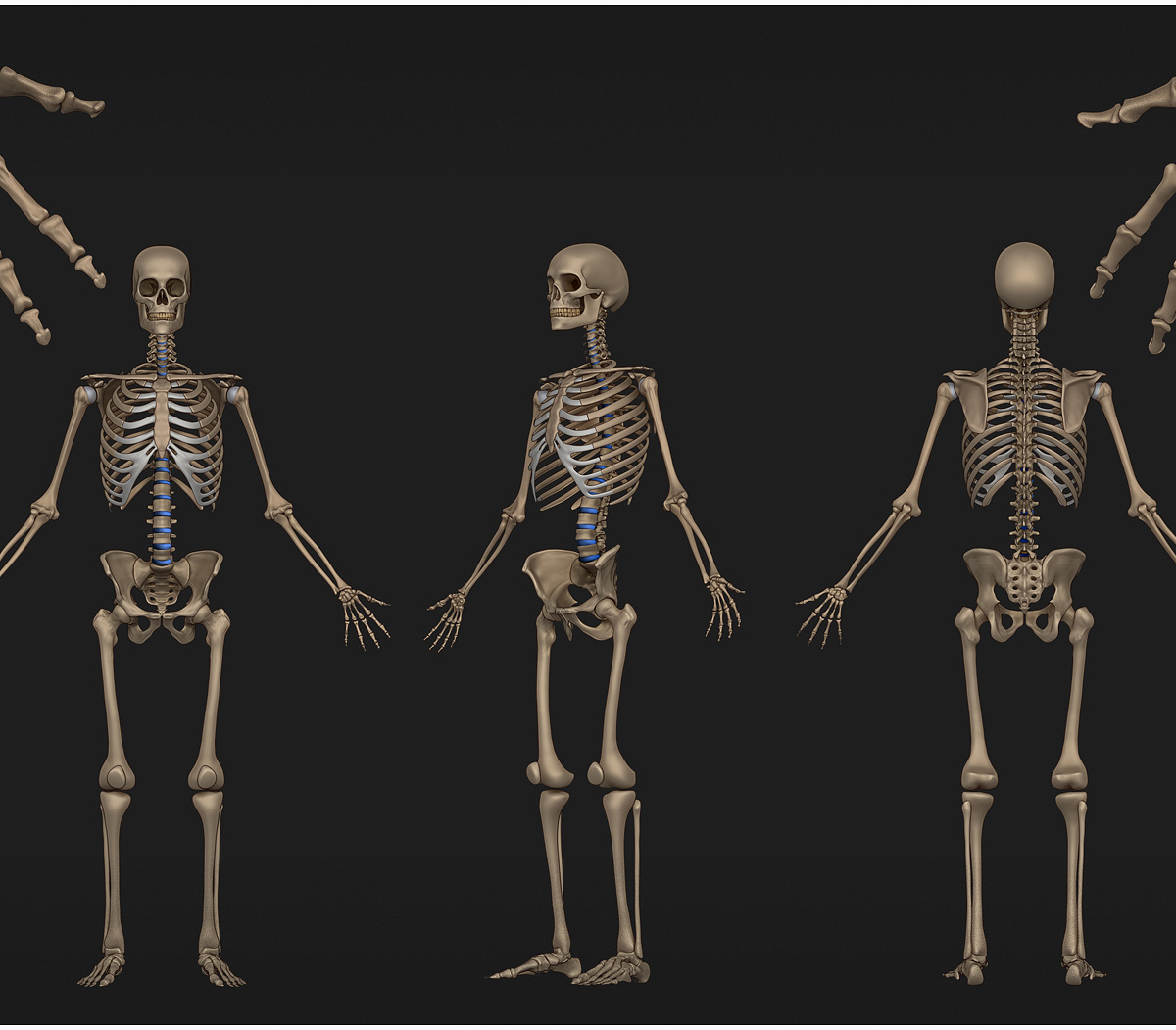 Skeleton v84.jpg