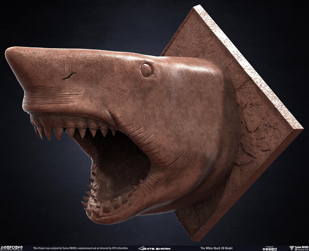 The White Shark Discovery sculpted by Yacine BRINIS 002