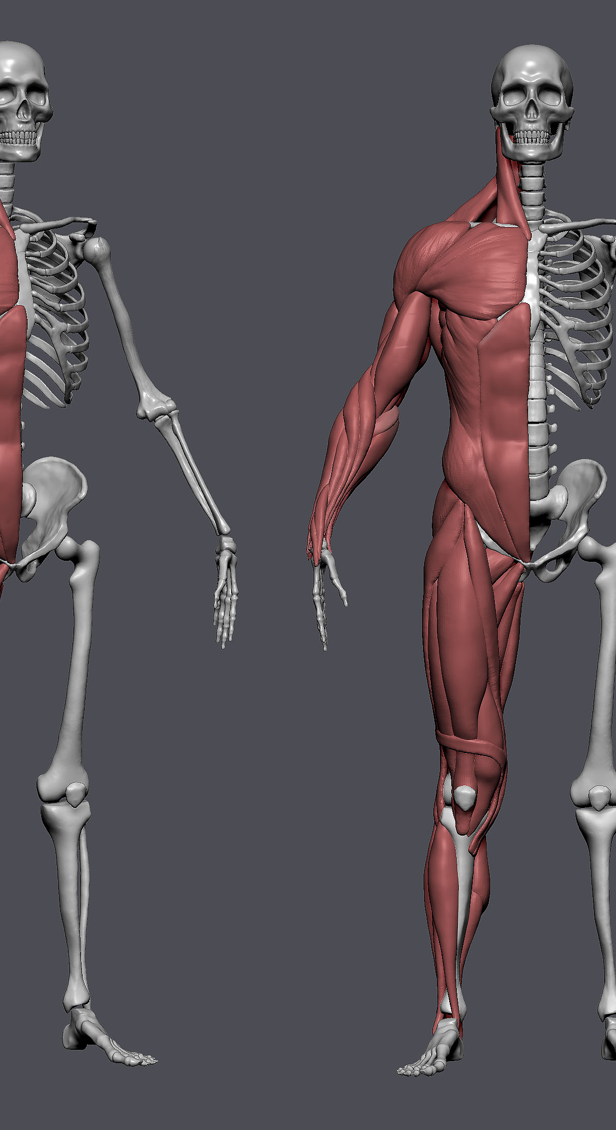 anatomy j.jpg