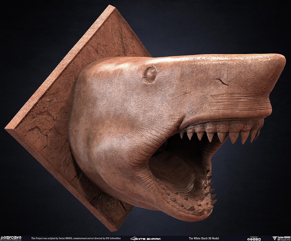 The White Shark Discovery sculpted by Yacine BRINIS 001