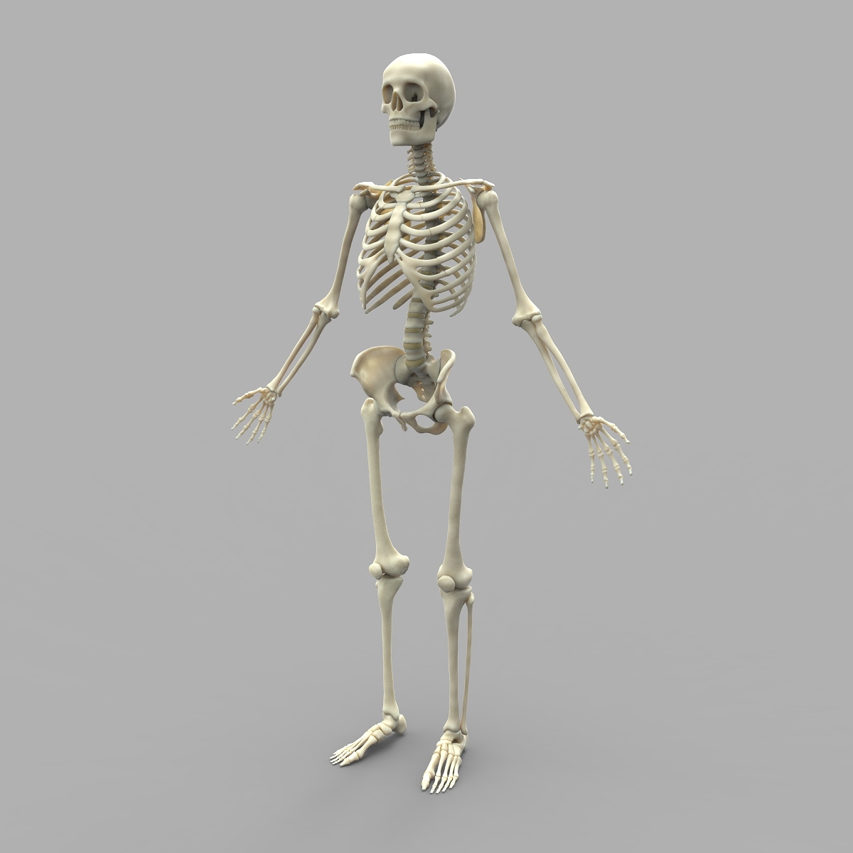 Skeleton ks FL.64.jpg