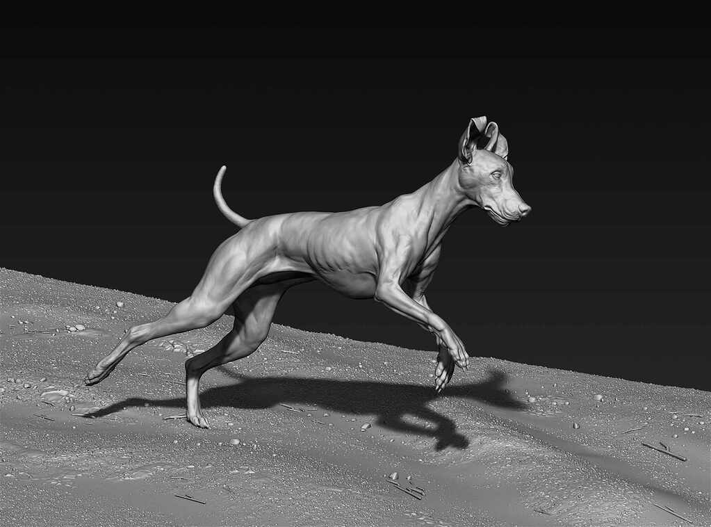 Vizsla dog ZBrushCentral