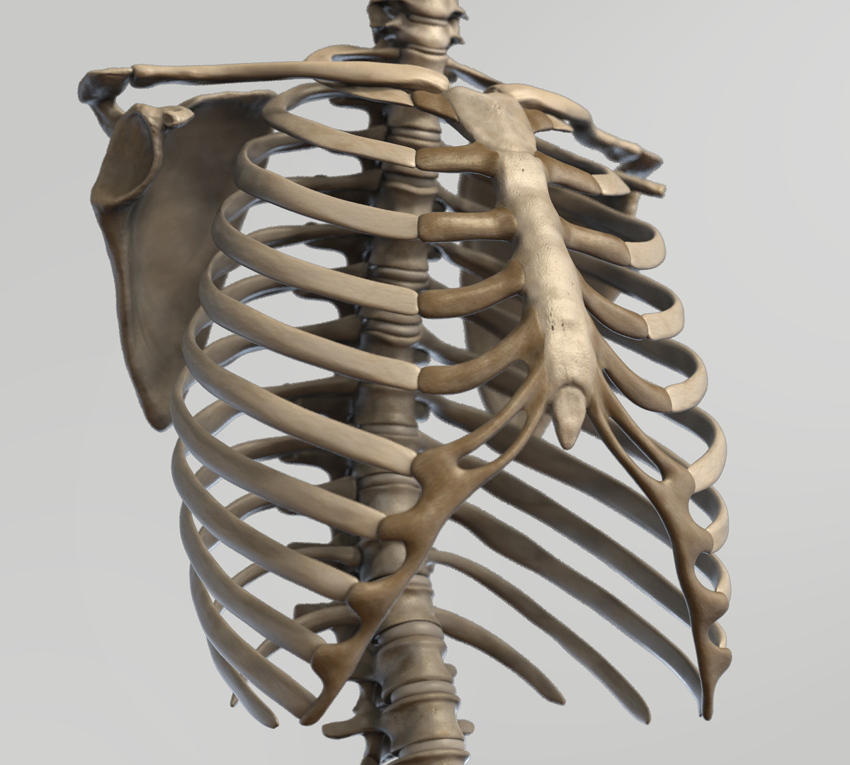 skeleton-ribcage.jpg