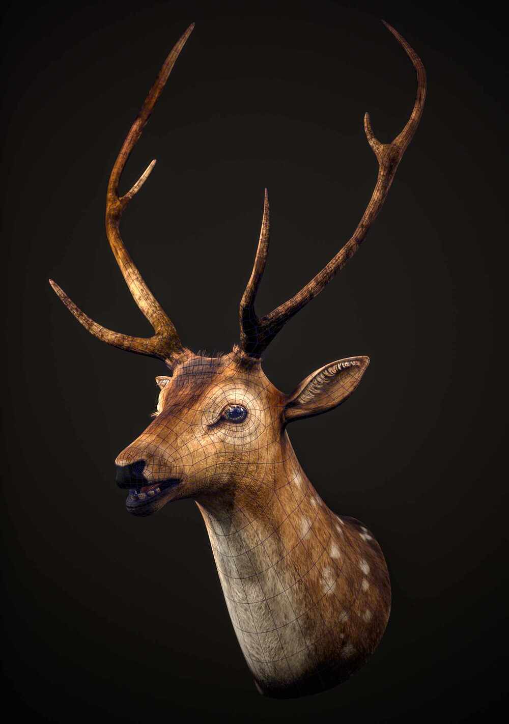 deer_004