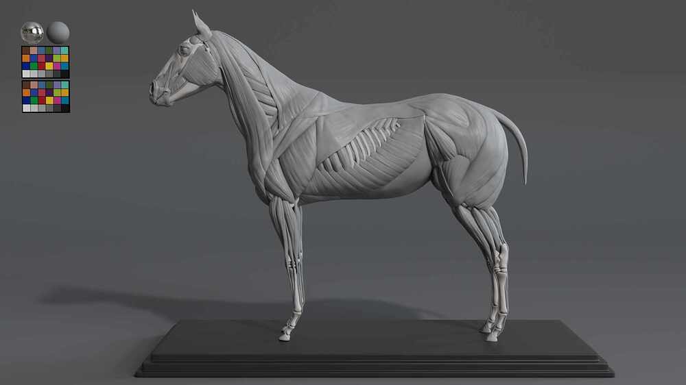 Horse_Front01