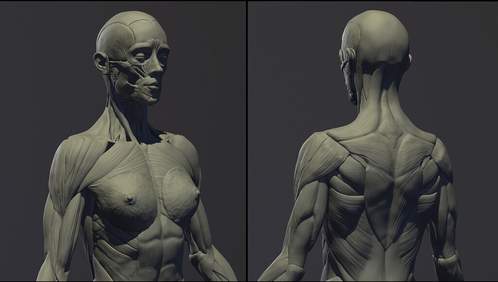 sculpting anatomy using zbrush mannequins