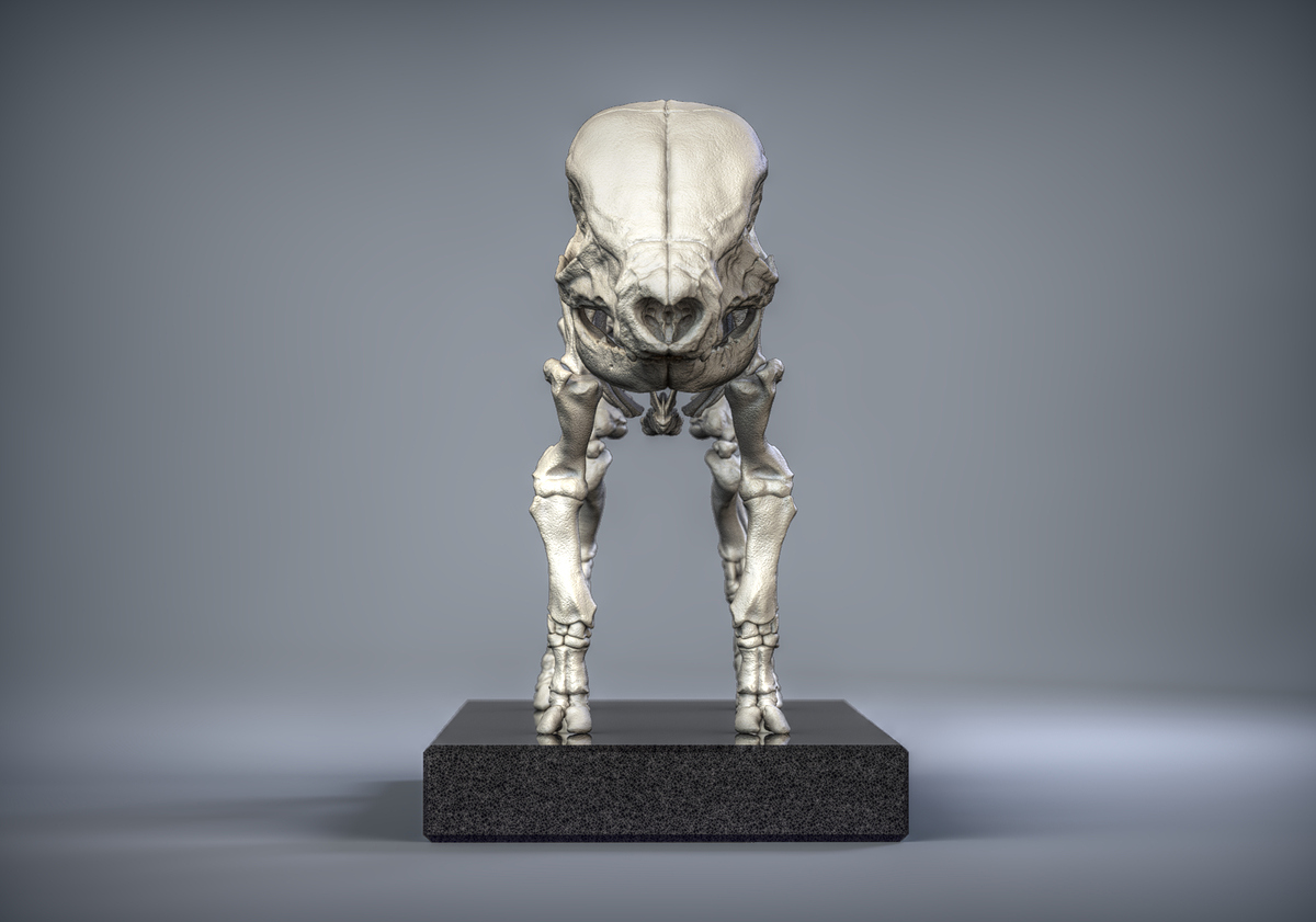 Skeleton_Front_new