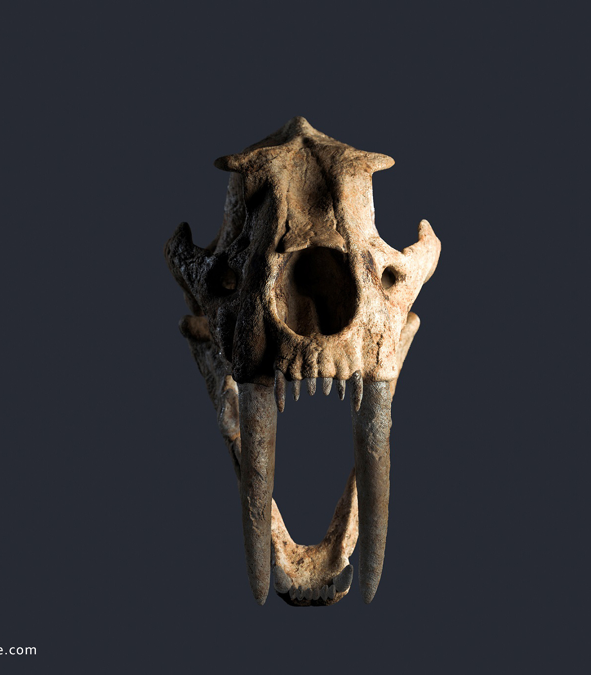 smilodon skull.adjustments3_small.jpg