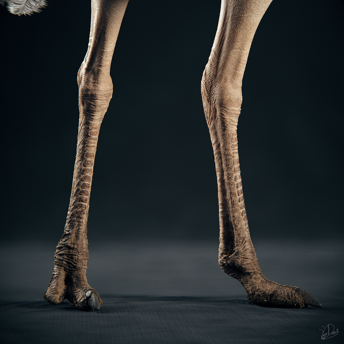 Ostrich_Leg