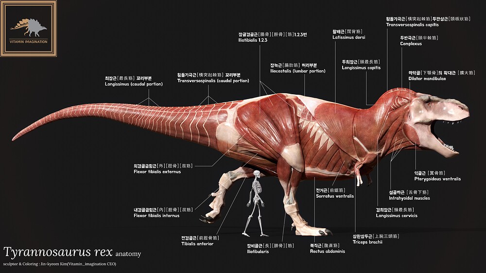 T-rex anatomy1