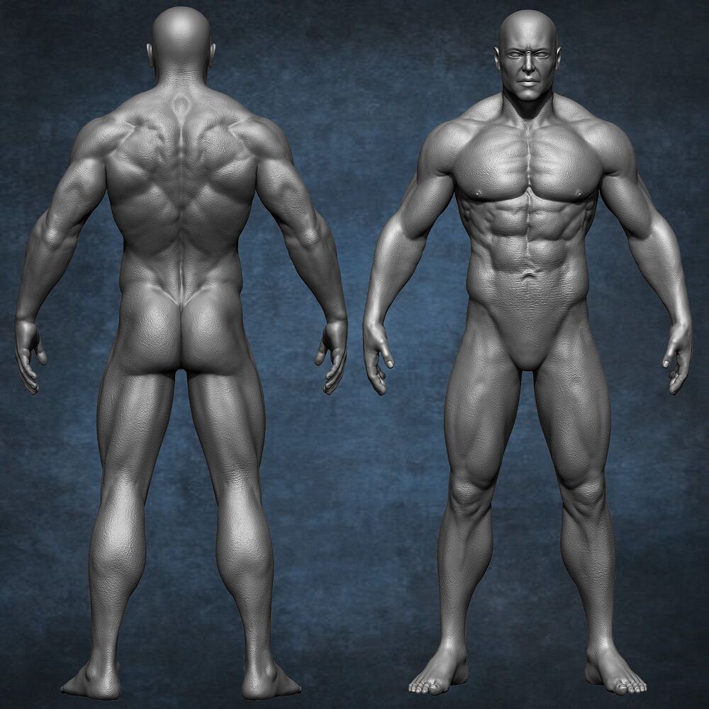 Realistic Male Anatomy (Basemesh) Vol 01 _ FlippedNormals