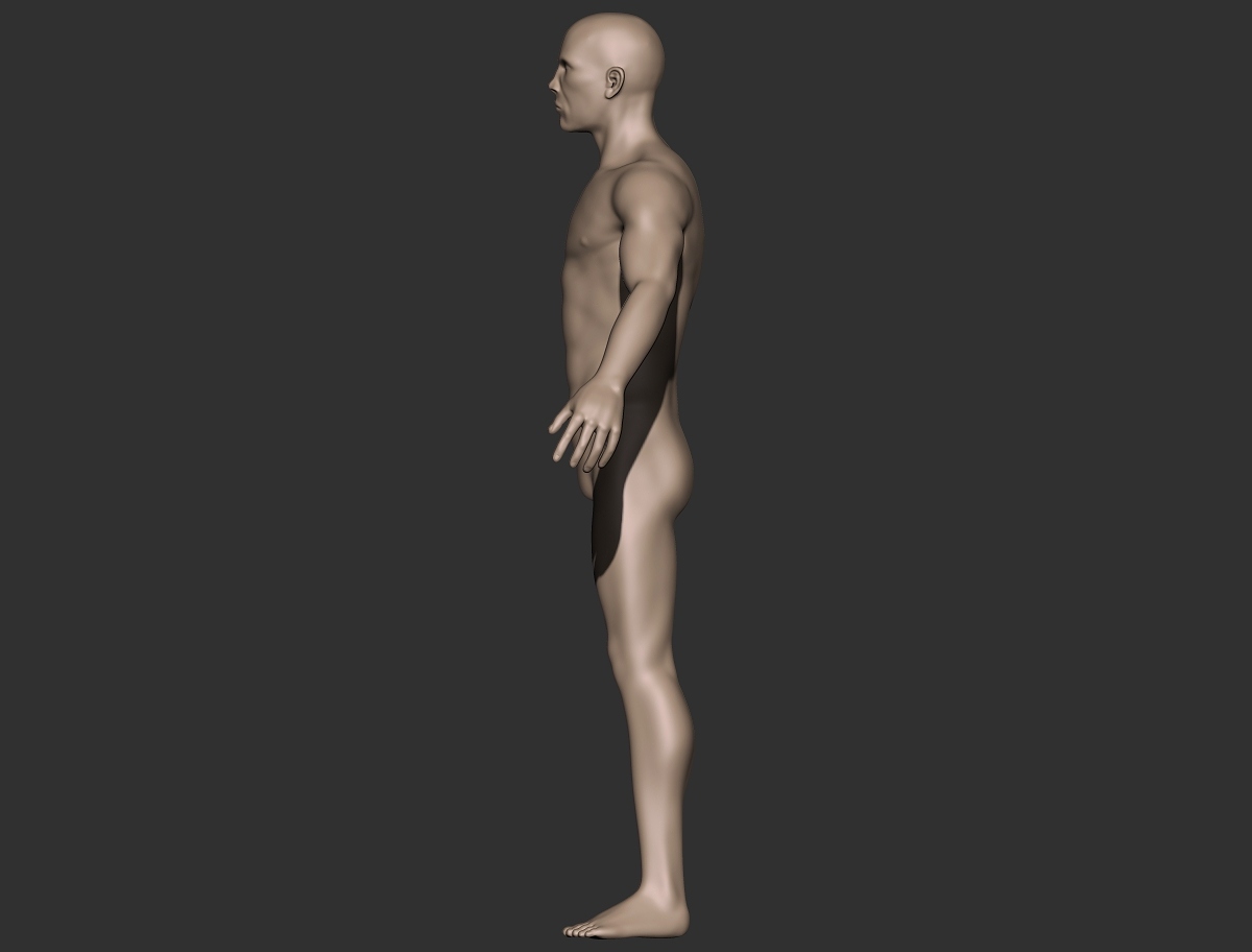 male anatomy_profile#2.jpg