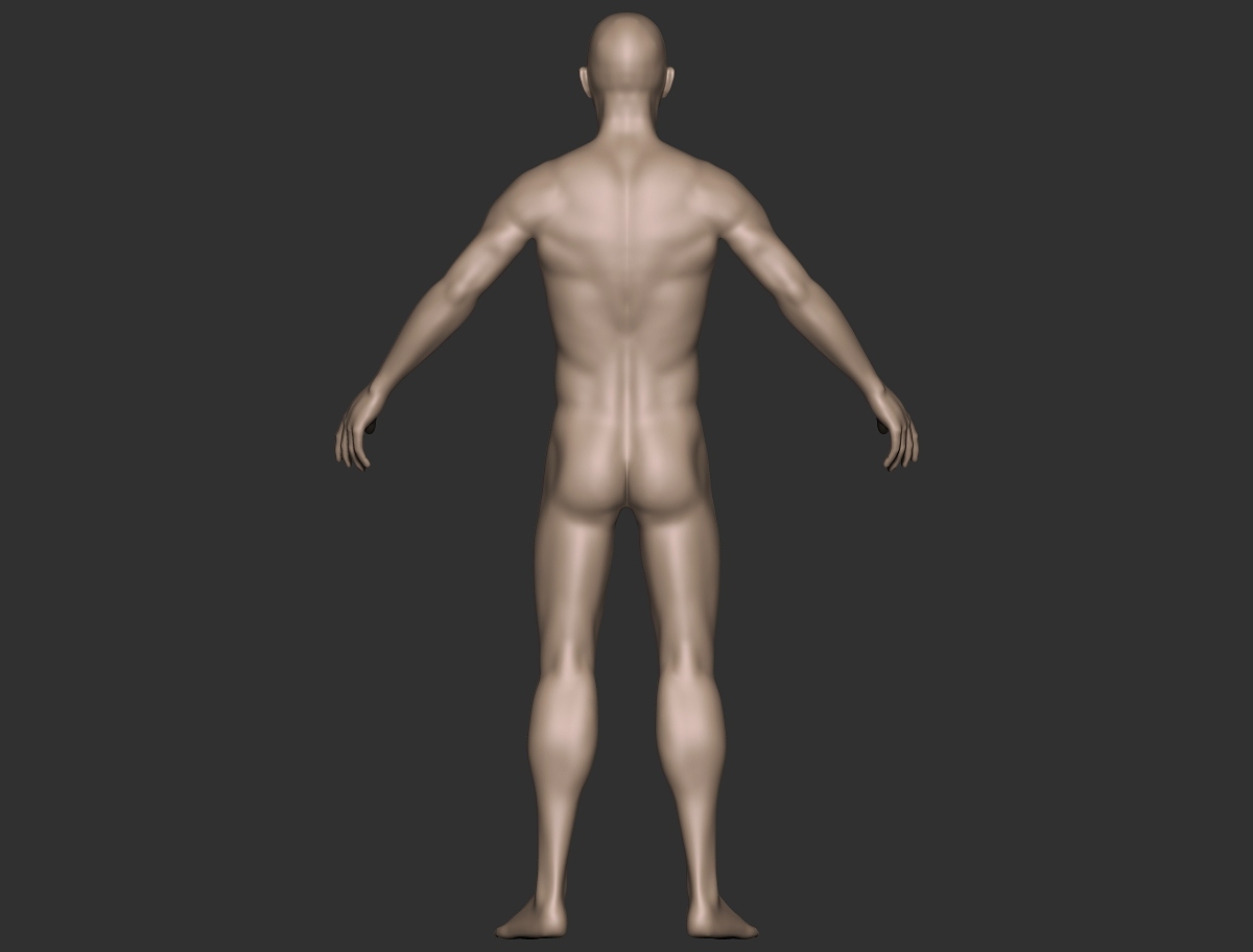 male anatomy_back#2.jpg