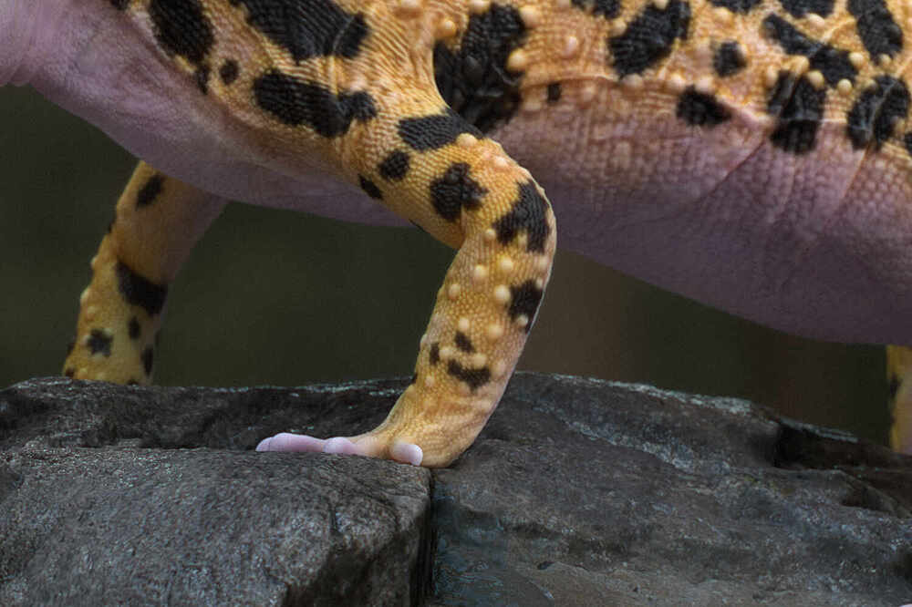 Leopardgecko_CloseUp3