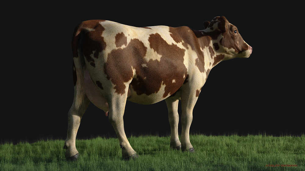 Cow 3
