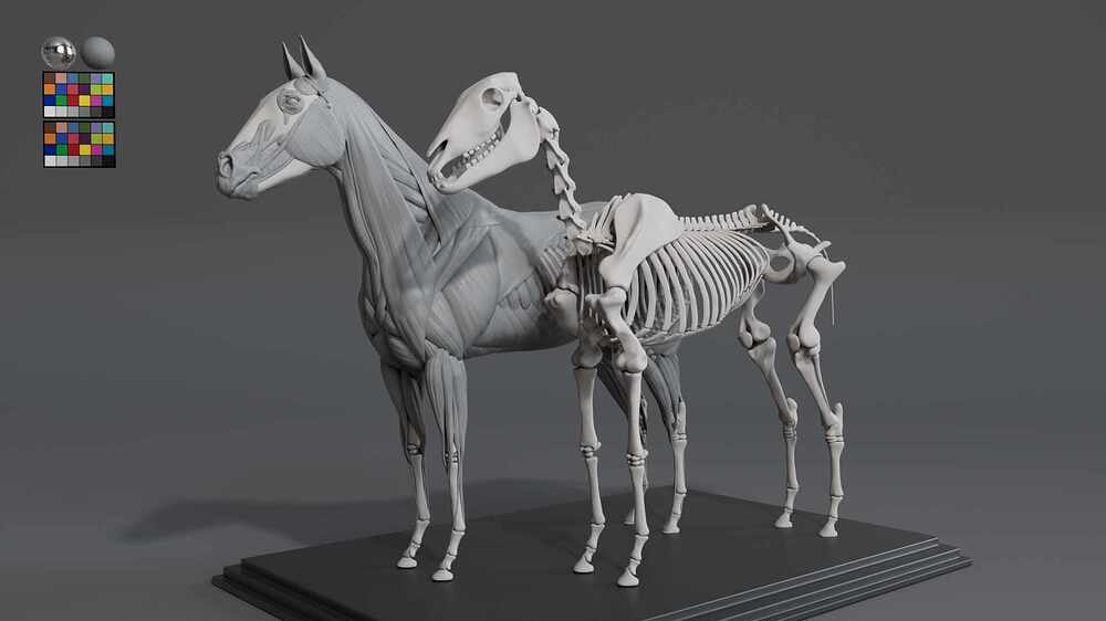 Horse_skeleton