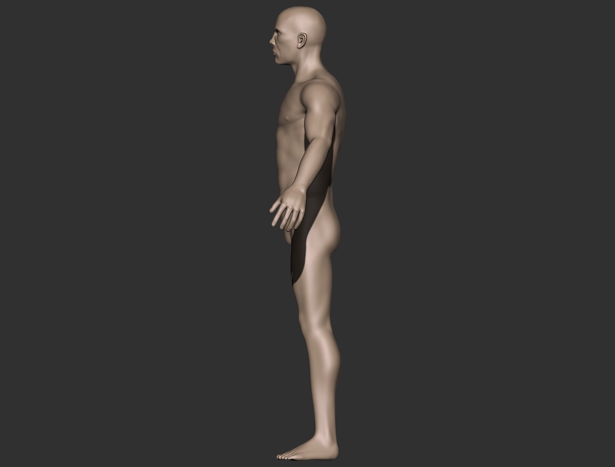 male anatomy_profile.jpg