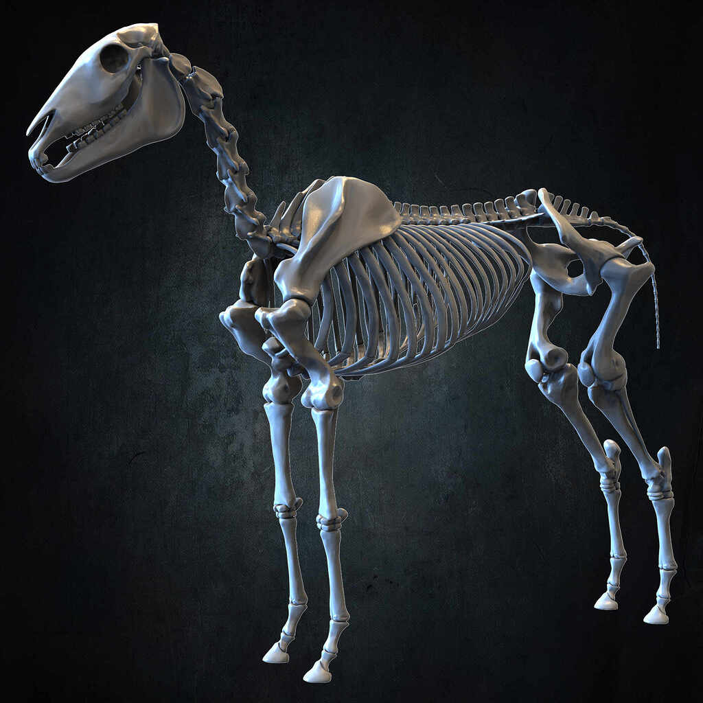 horse skeleton 3d model free download