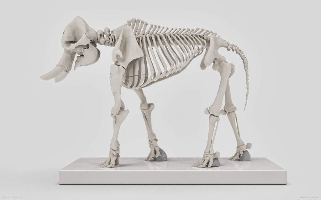 African Elephant Skeleton - ZBrushCentral