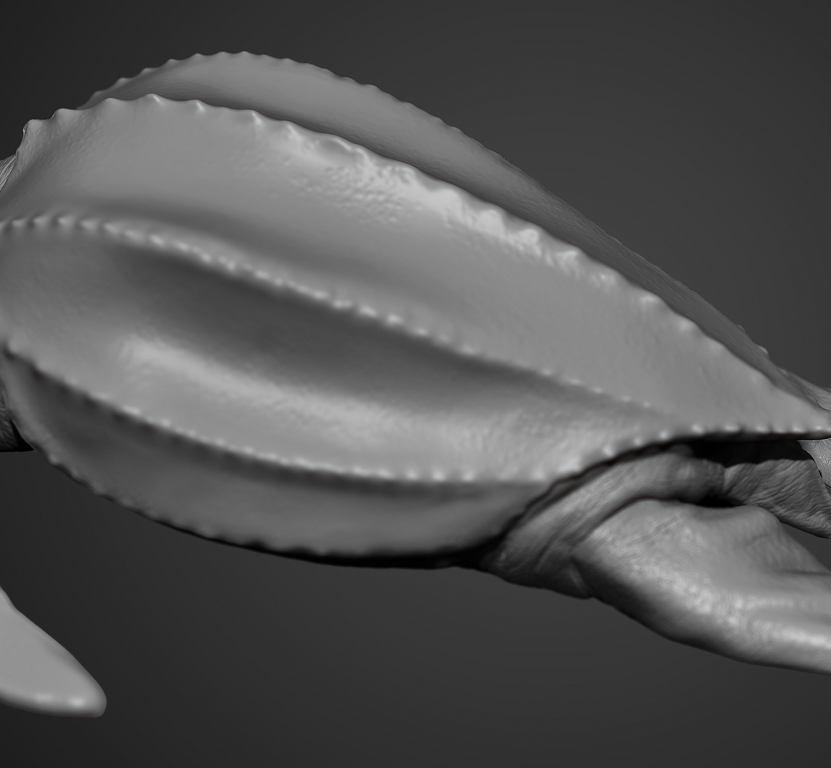 San_Francisco_Zoo_Leatherback_Sea_turtle_Sculpture_004.jpg