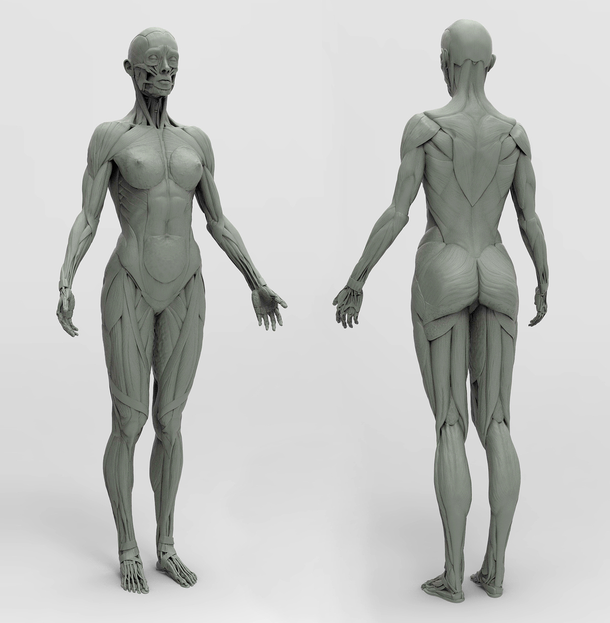 Female_Anatomy_Kit01