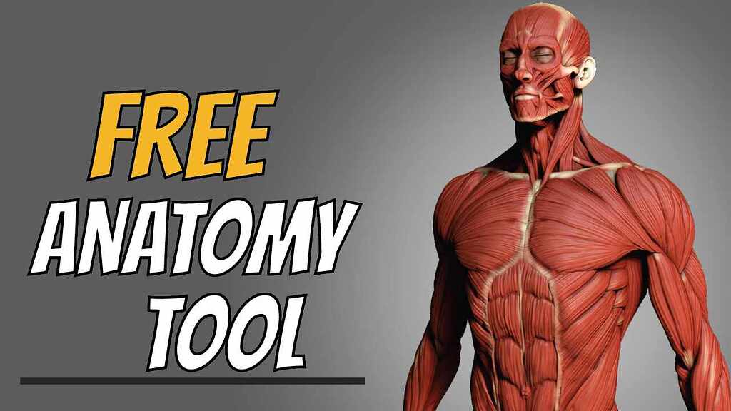 Free Anatomy Tool for Artists ZBrushCentral