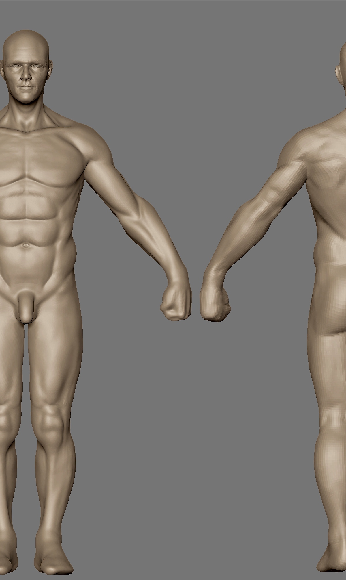 Anaotmy wip.jpg