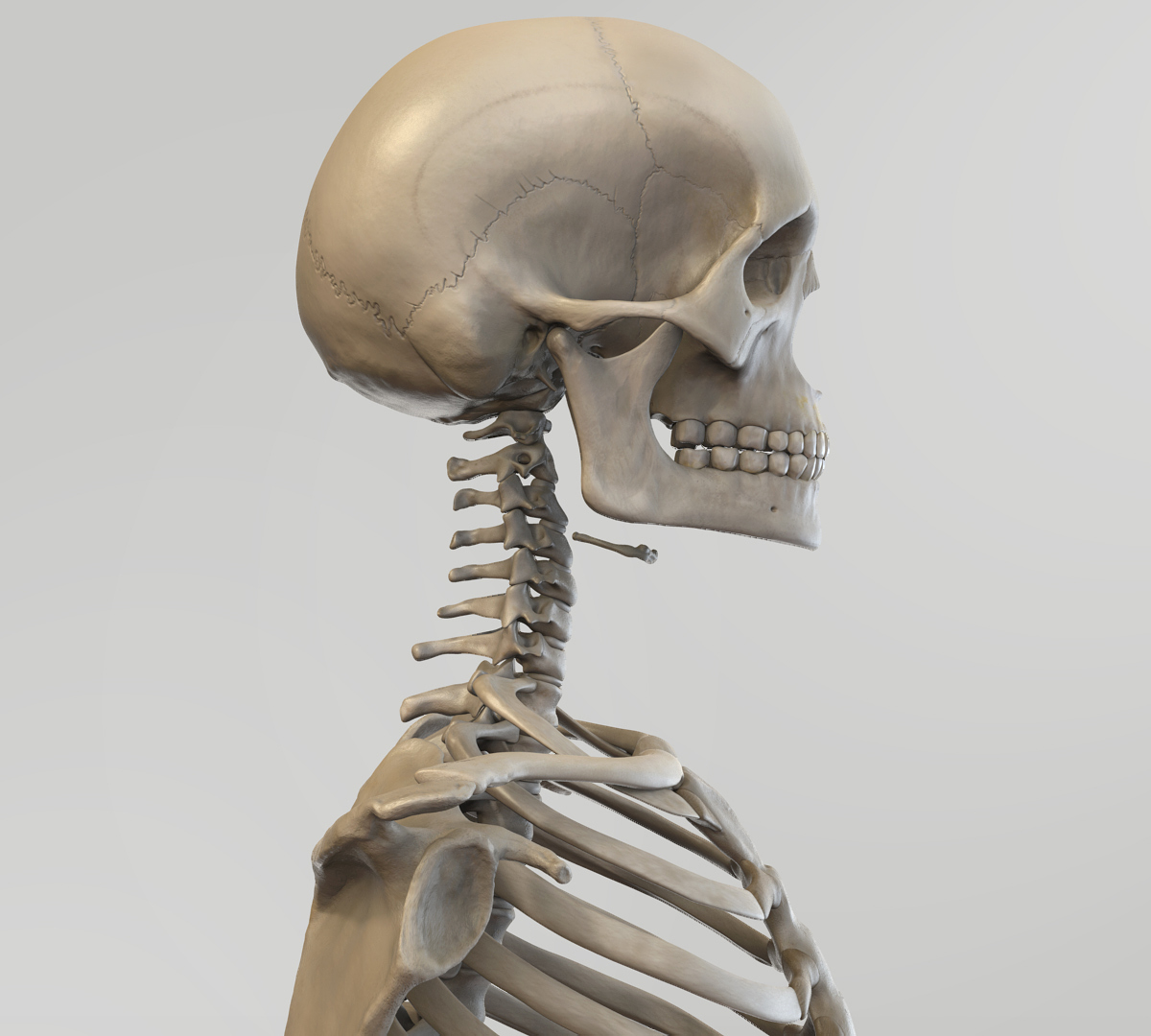 skeleton-skull-lateral.jpg