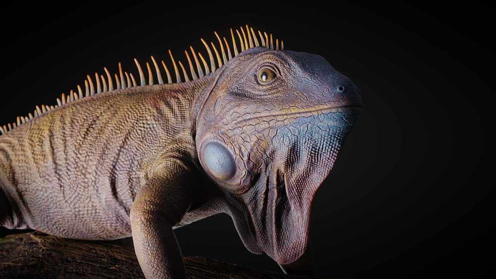 Iguana0