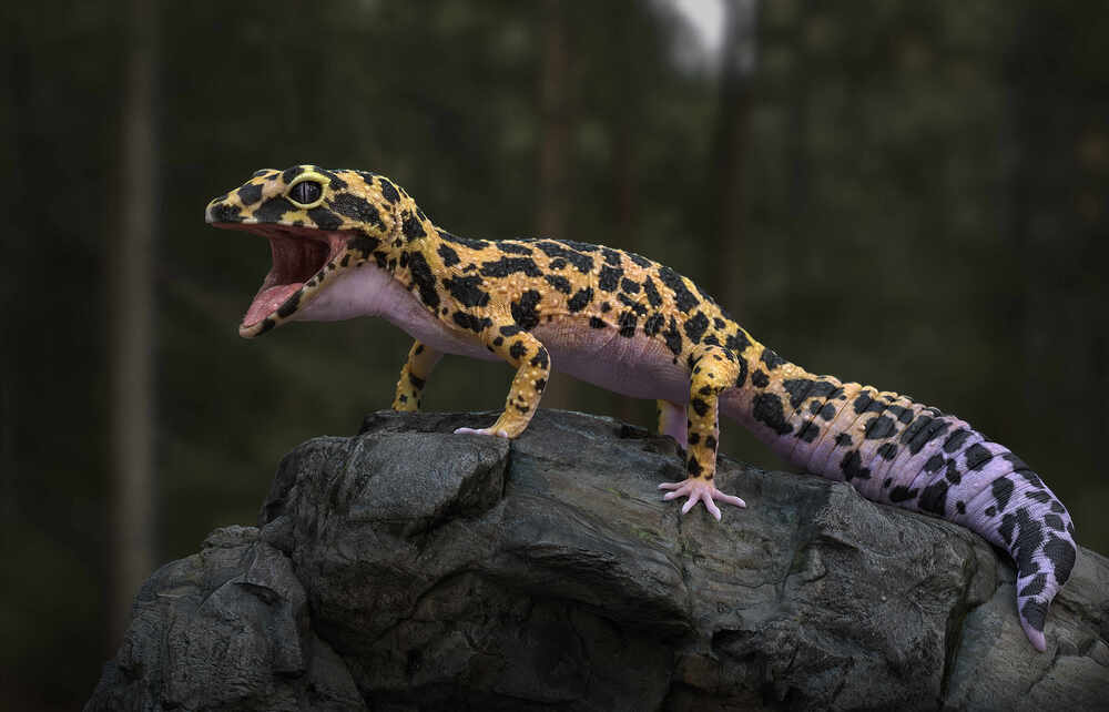 Leopardgecko_Final