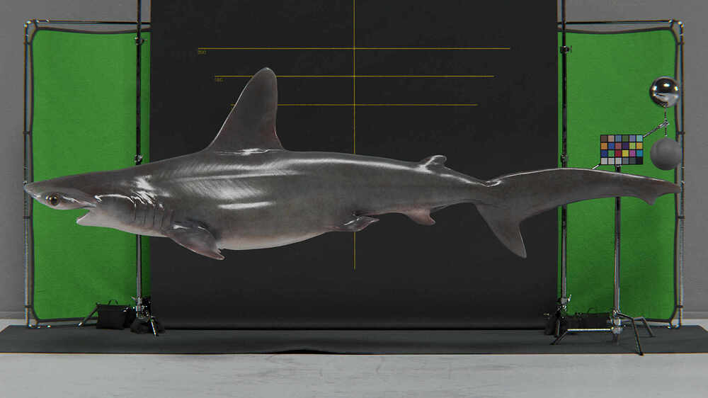 hammerhead shark lookdev edit-3