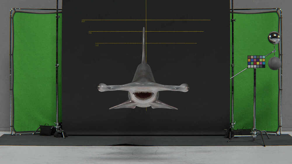 hammerhead shark lookdev edit-1