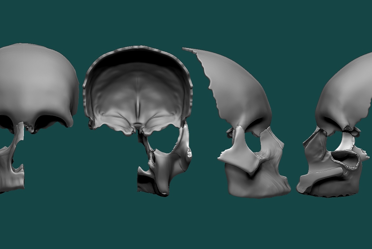 skull 4-16-2015.jpg