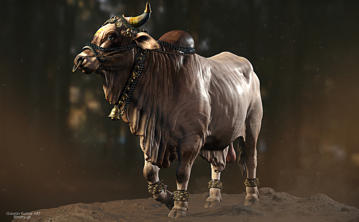 Bull_008