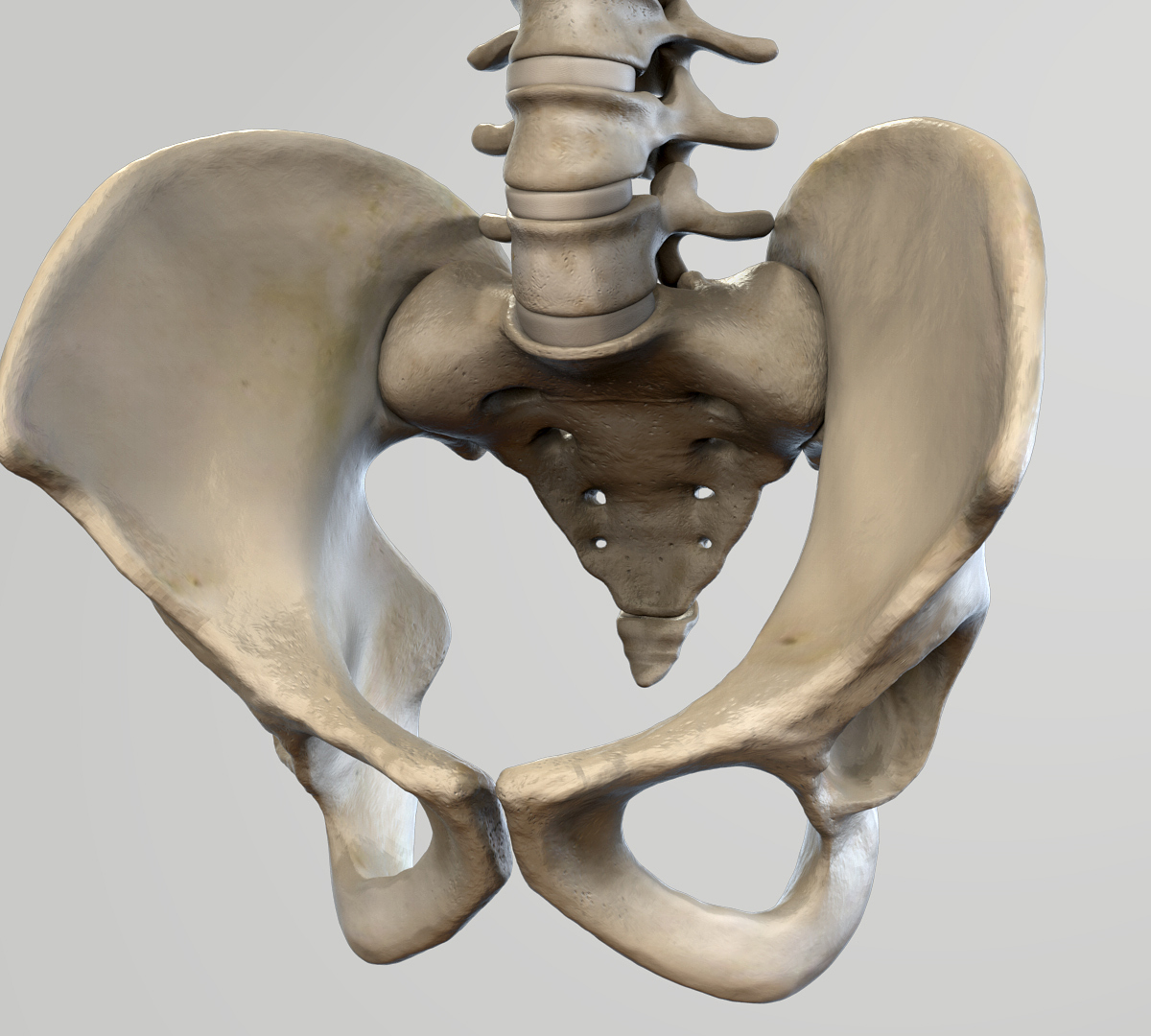skeleton-pelvis.jpg