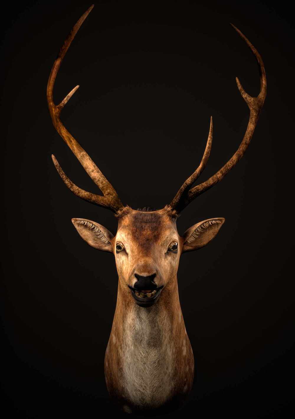 deer_002