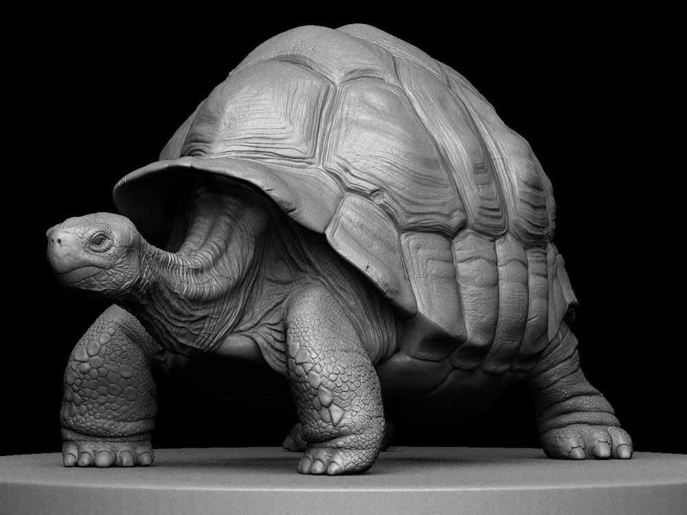 TortoiseSculpt.jpg