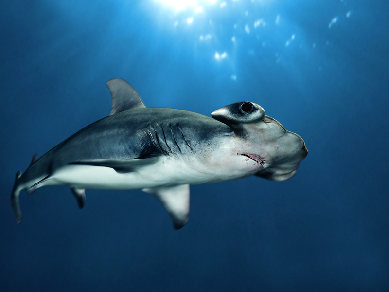 HammerHead-Shark---Sphyrna-mokarran-1.jpg