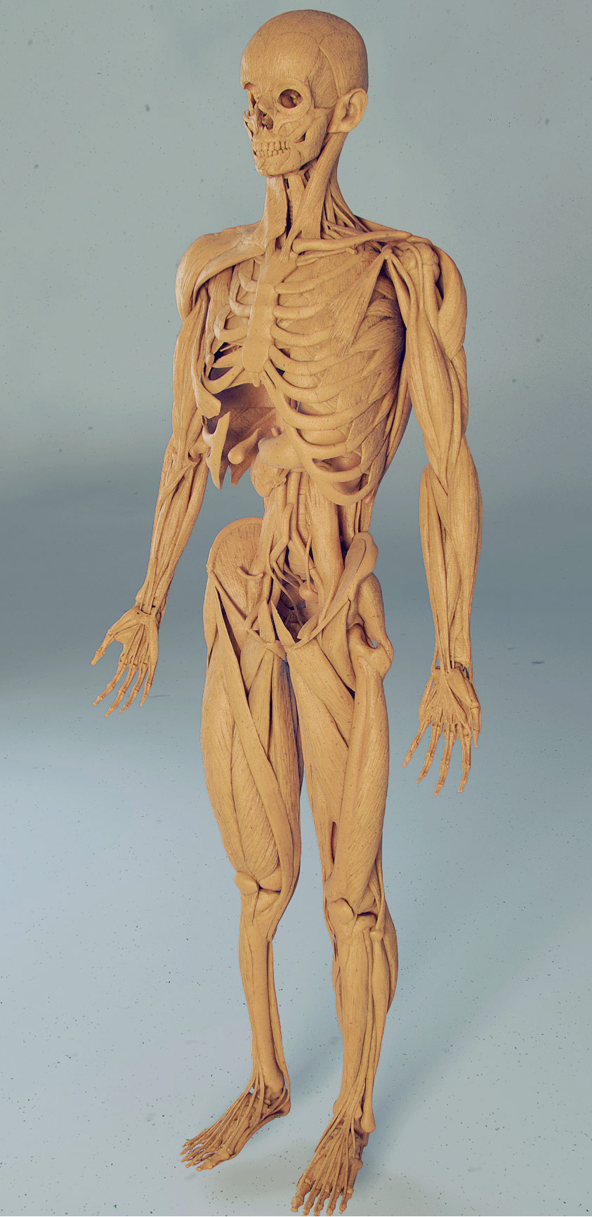 anatomyu.jpg