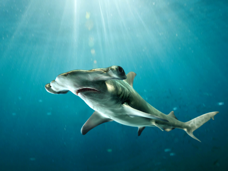 HammerHead-Shark---Sphyrna-mokarran-2.jpg