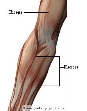 elbow-muscles-anterior.jpg