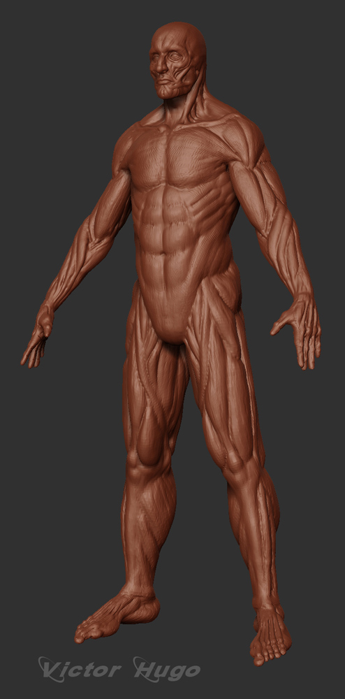 Human-body-2.jpg