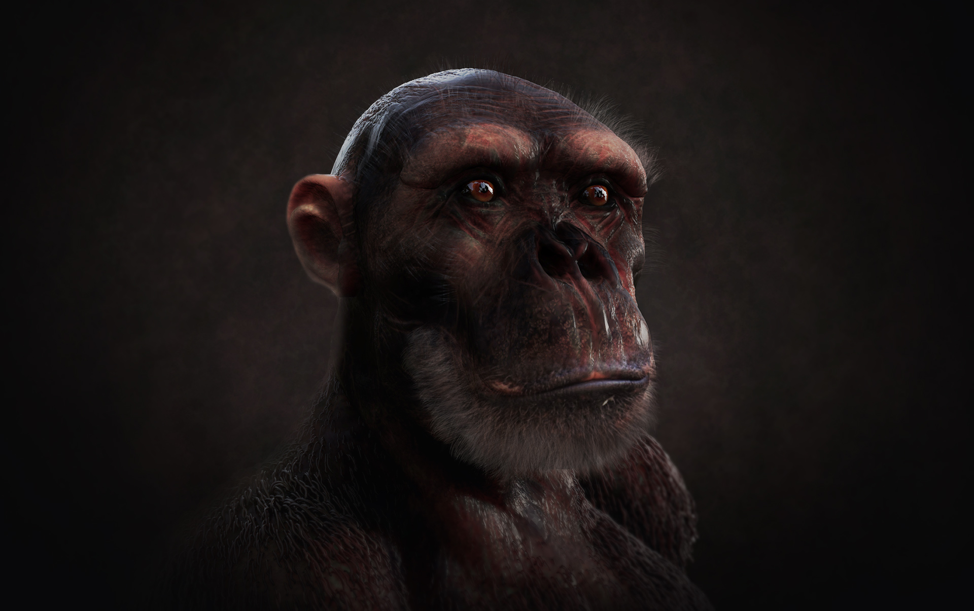 chimpanzee-1.jpg