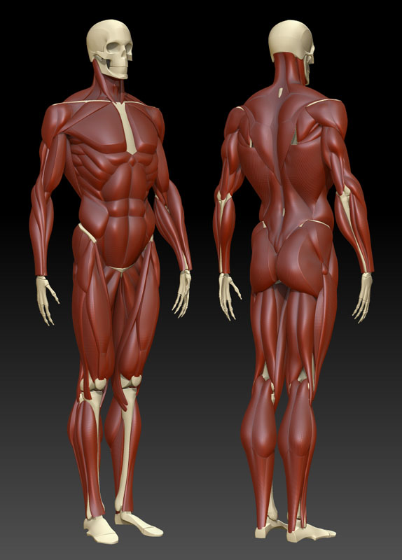 muscles06.jpg