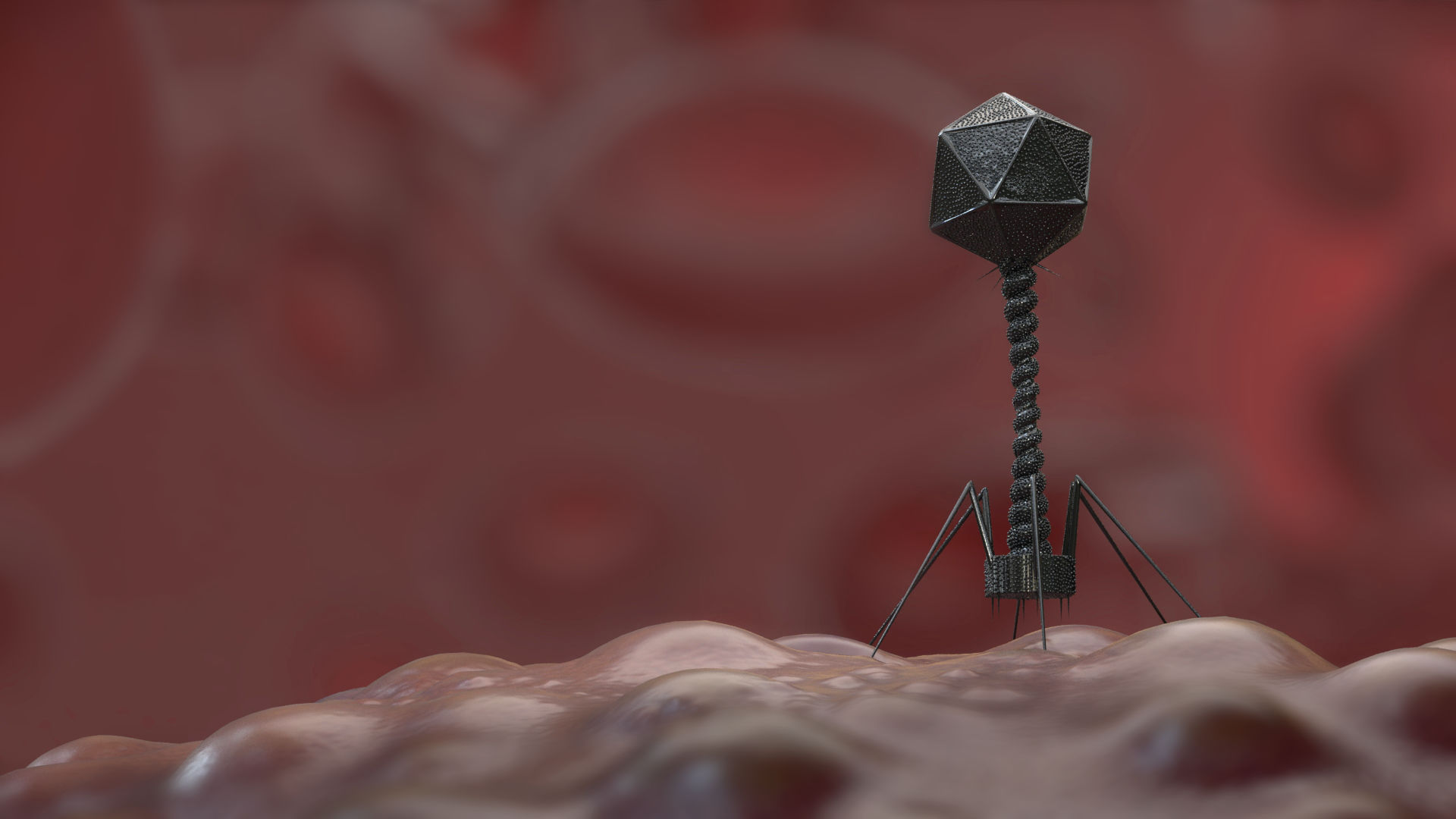 Phage lands on bacteria.jpg