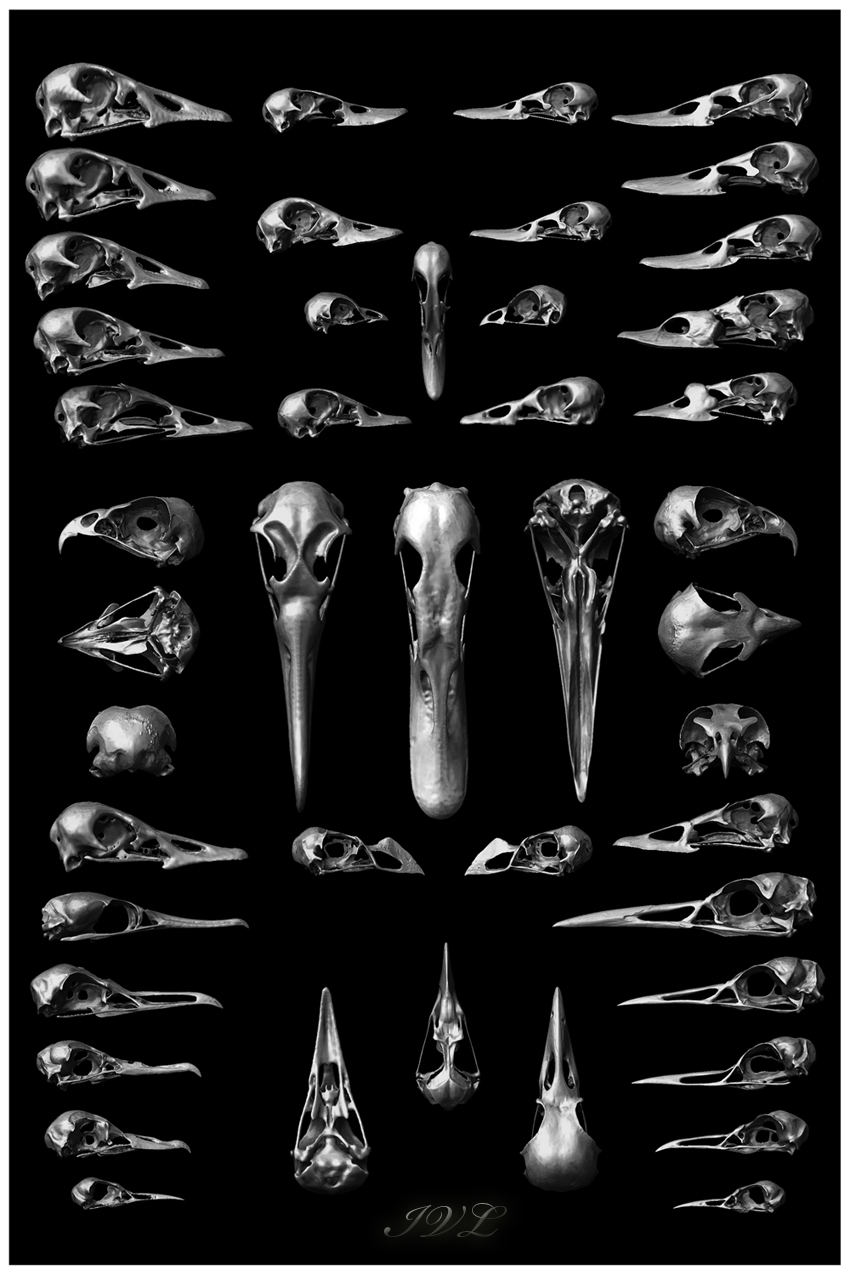 bird skulls.jpg